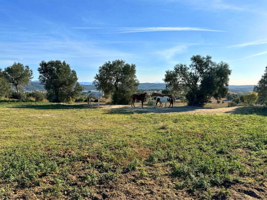 Mas rénové avec 38 hectares de terrain, à Agullana, proche de la frontière