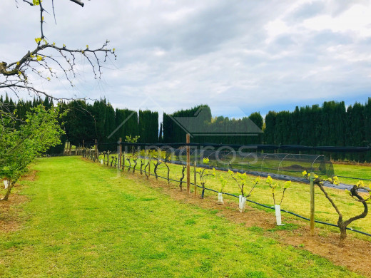 Terrain d'arbres fruitiers, 8724m2, Figueres