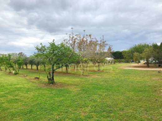 Terrain d'arbres fruitiers, 8724m2, Figueres