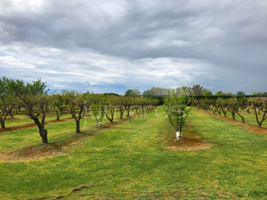 Terrain d'arbres fruitiers, 8724m2, Figueres