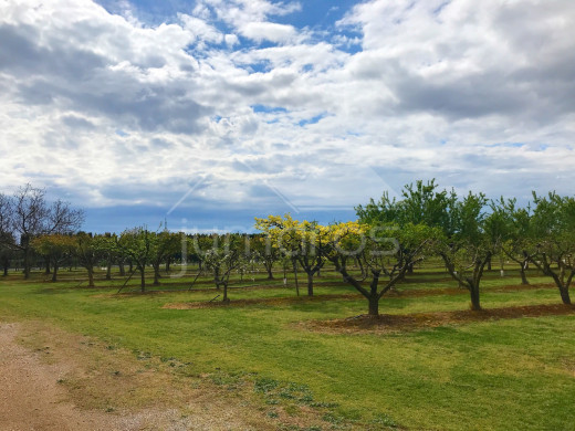 Terrain d'arbres fruitiers, 8724m2, Figueres